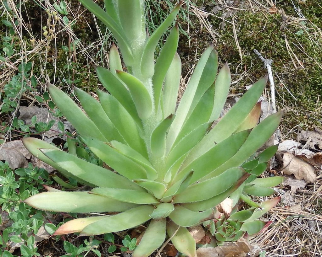 Sempervivum wulfenii? no, S. tectorum